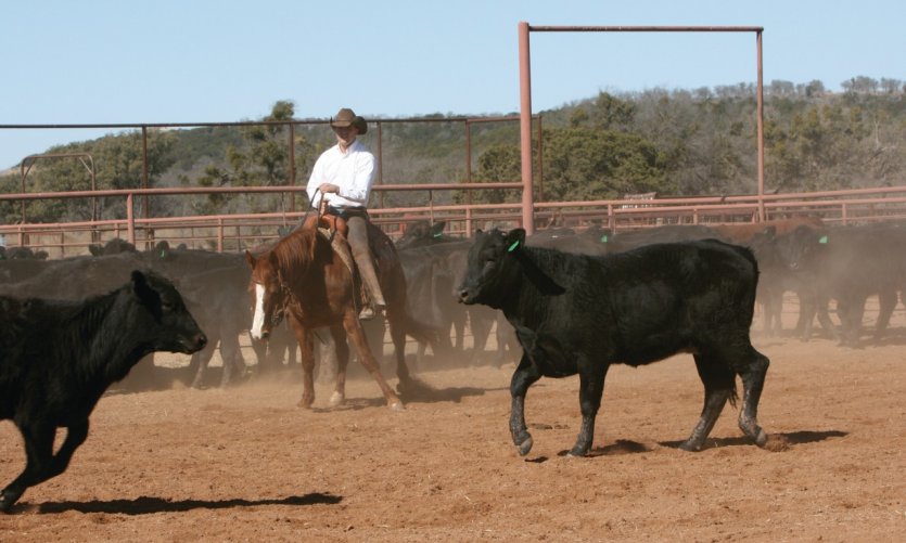 Vaquero en medio de los toros jóvenes. Vaquero en medio de los toros jóvenes.
