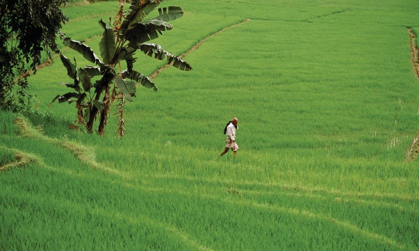 Rizière, Kandy Rizière, Kandy