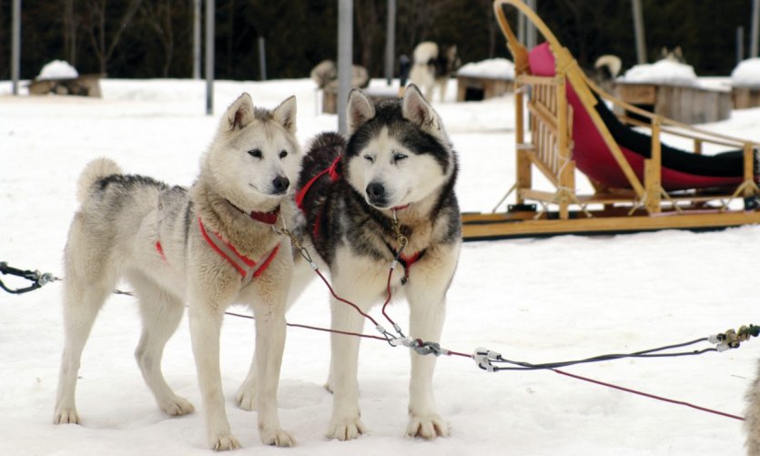 <p>Station touristique Duchesnay, chiens huskies.</p> <p>Station touristique Duchesnay, chiens huskies.</p>