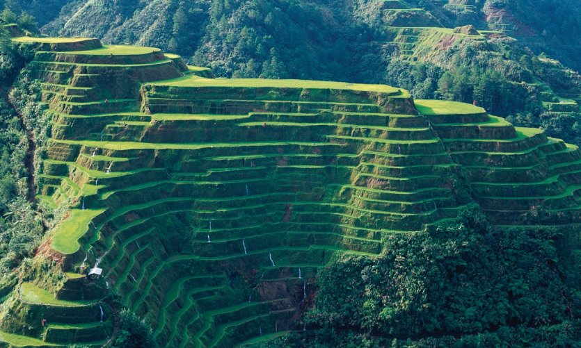 Rizières en terrasses de Banaue. Rizières en terrasses de Banaue.