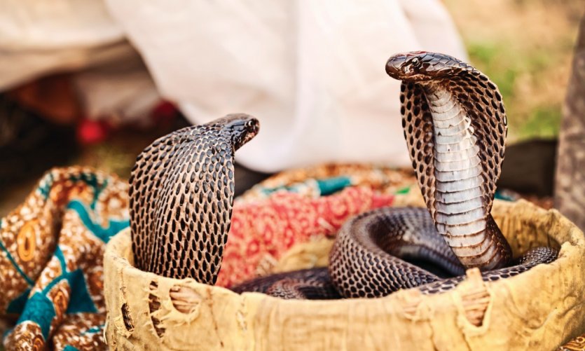 Cobras à Pushkar. Cobras à Pushkar.