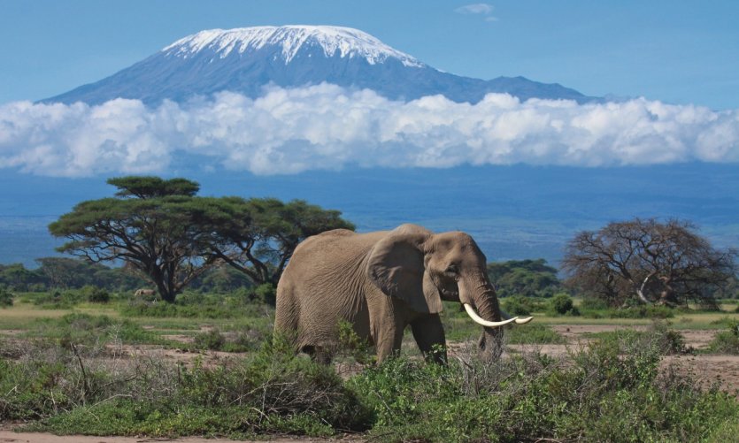 Éléphant dans la région du Kilimandjaro. Éléphant dans la région du Kilimandjaro.