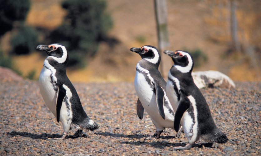 <p>Pingüinos en Punta Tombo.</p> <p>Pingüinos en Punta Tombo.</p>