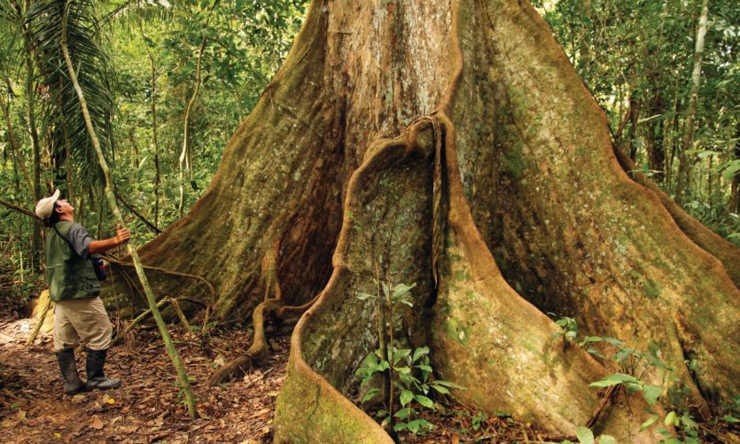 <p>Un árbol impresionante, reserva de Serere.</p> <p>Un árbol impresionante, reserva de Serere.</p>