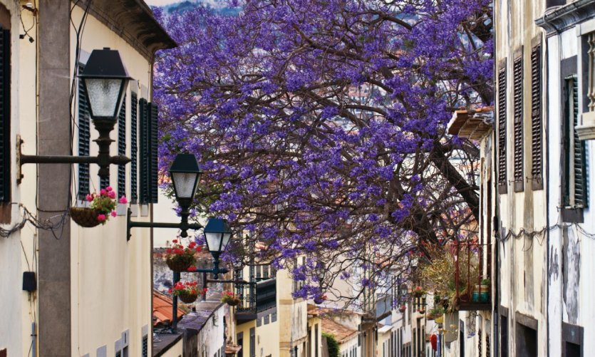 On the streets of Funchal. On the streets of Funchal.