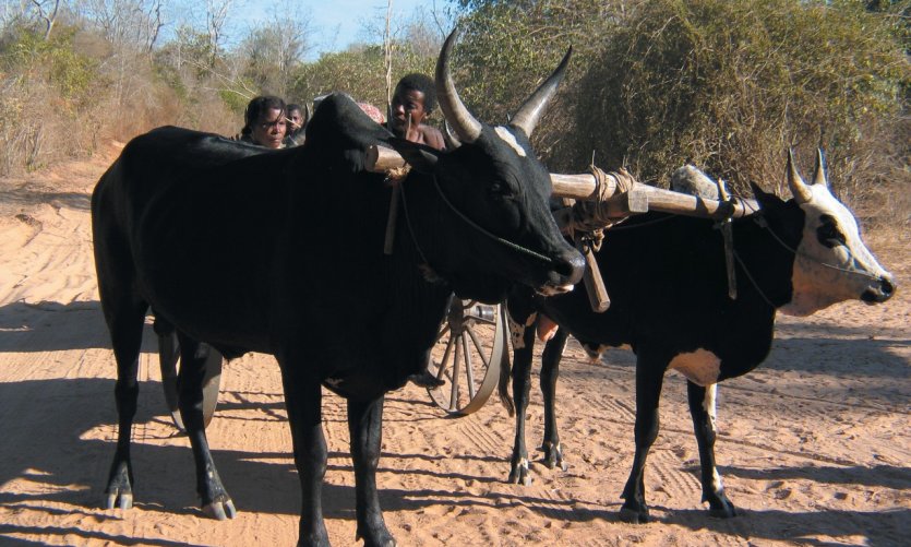 <p>Char à zébu, route entre Belo-sur-Tsiribihina et Morondava</p> <p>Char à zébu, route entre Belo-sur-Tsiribihina et Morondava</p>