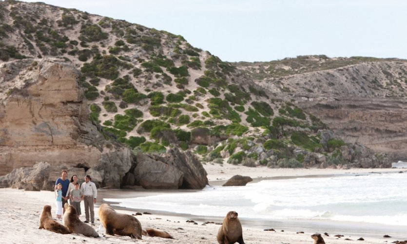 <p>Seal Bay Conservation Park</p> <p>Seal Bay Conservation Park</p>