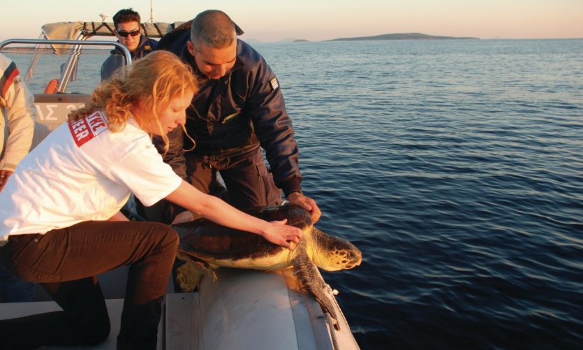 Protection of turtles by Archelon. Protection of turtles by Archelon.