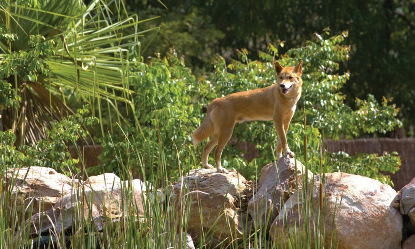 Dingo au Territory Wildlife Park Dingo au Territory Wildlife Park