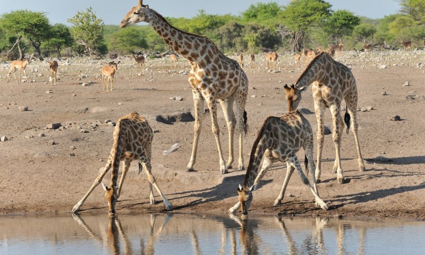 Communauté de girafes du Etosha National Park. Communauté de girafes du Etosha National Park.