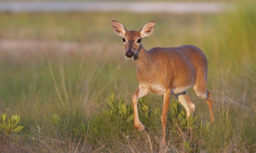 Key Deer National Refuge. Key Deer National Refuge.