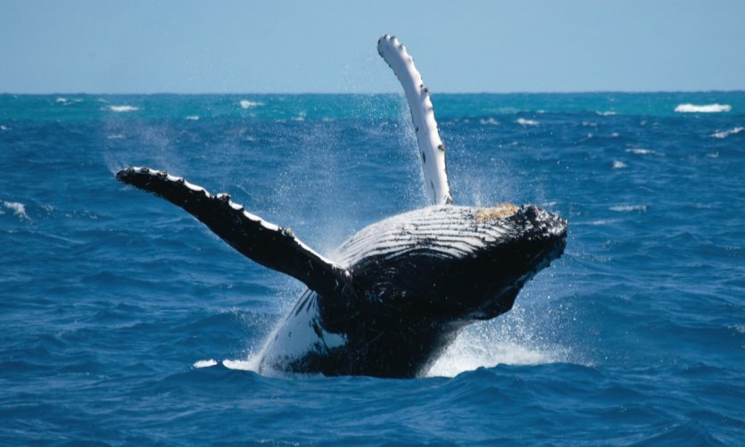Baleine. Baleine.