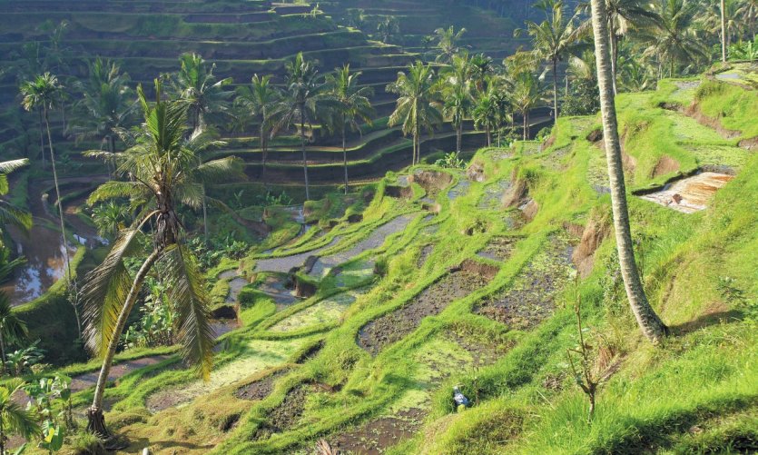 Paddy near Ubud. Paddy near Ubud.