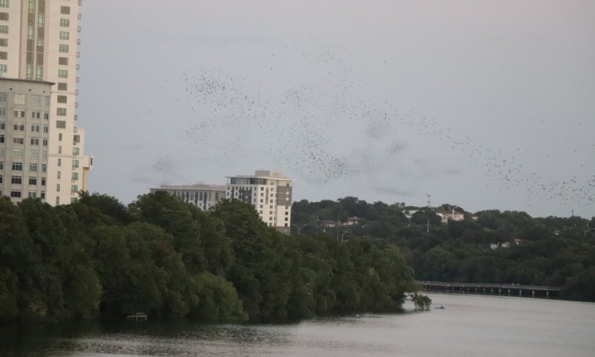 La colonie de chauves-souris d'Austin est estimée à environ 1,5 millions d'individus. La colonie de chauves-souris d'Austin est estimée à environ 1,5 millions d'individus.