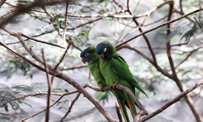 <p>Perroquets dans le parc Guëmbe, Santa Cruz.</p> <p>Perroquets dans le parc Guëmbe, Santa Cruz.</p>