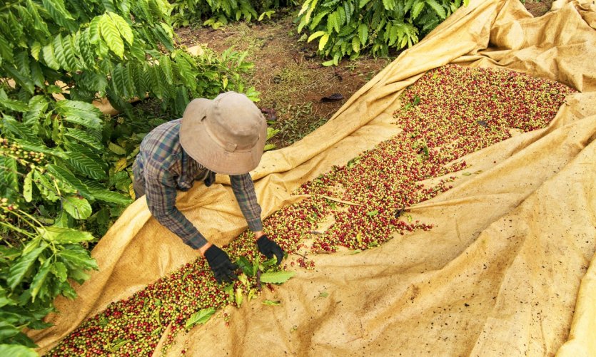 <p>Plantación de café en Buôn Ma Thulotte.</p> <p>Plantación de café en Buôn Ma Thulotte.</p>