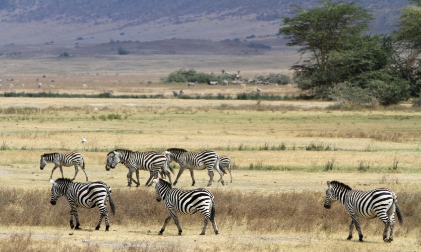 Troupeau de zèbres dans l'aire de conservation du Ngorongoro Troupeau de zèbres dans l'aire de conservation du Ngorongoro