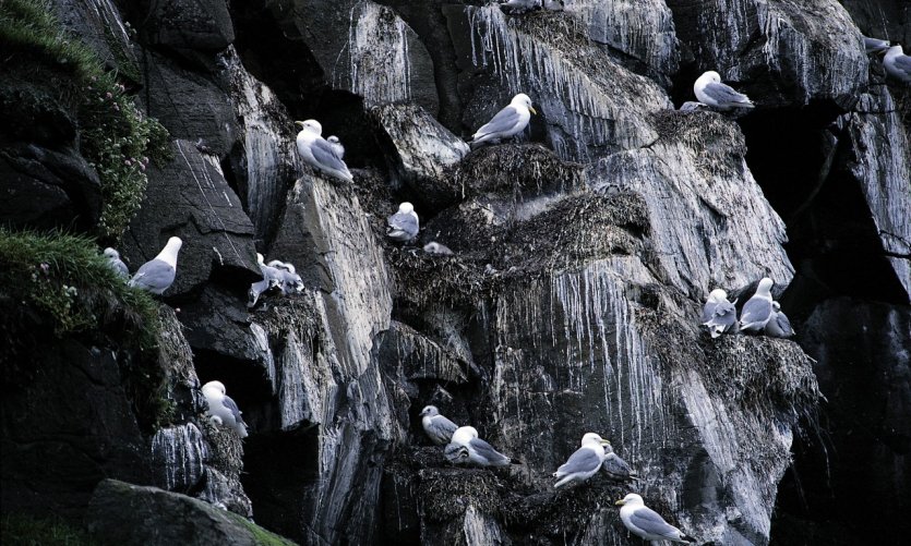 Île de Flatey, mouettes. Île de Flatey, mouettes.