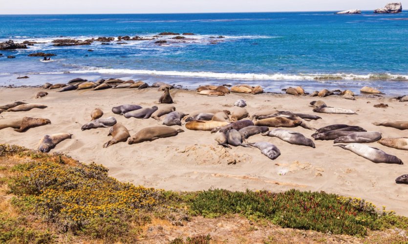 Lions de mer à San Simeon. Lions de mer à San Simeon.