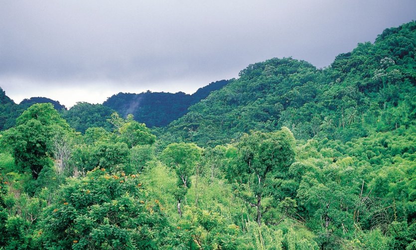 Tropical landscape around Montego Bay. Tropical landscape around Montego Bay.