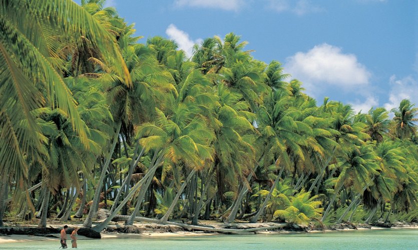 <p>Playa de cocoteros en Nassau.</p> <p>Playa de cocoteros en Nassau.</p>