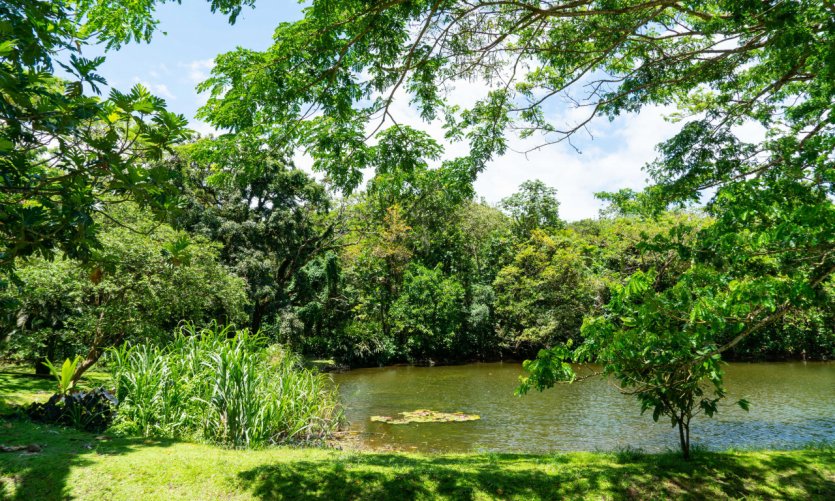 <p>Jardin de Balata.</p> <p>Jardin de Balata.</p>