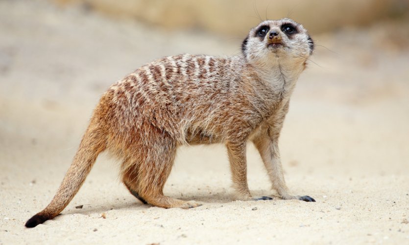Suricate. Suricate.