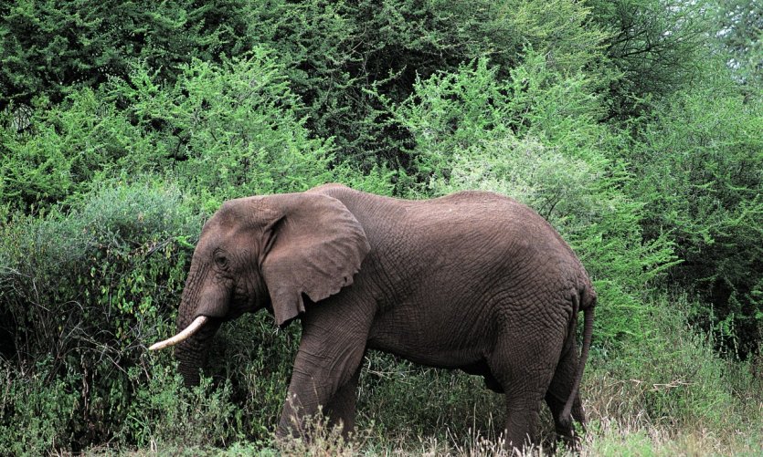 <p>parc national du lac Manyara, éléphant</p> <p>parc national du lac Manyara, éléphant</p>