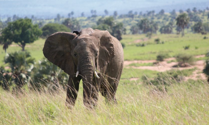 Parc national de Murchison Falls. Parc national de Murchison Falls.