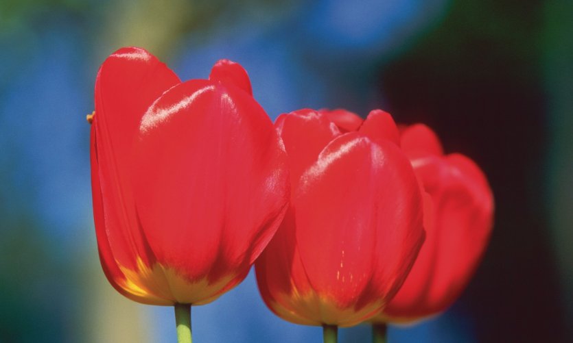 Les Pays-Bas, premier pays producteur de tulipes. Les Pays-Bas, premier pays producteur de tulipes.