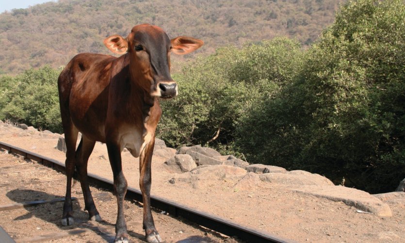<p>Jeune vache en promenade sur l'île des grottes d'Elephanta.</p> <p>Jeune vache en promenade sur l'île des grottes d'Elephanta.</p>