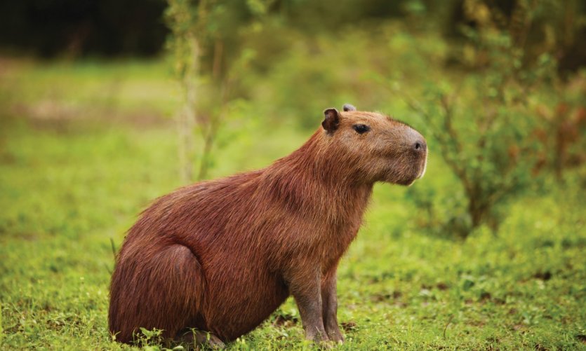 Capibara dans la réserve de Santa Rosa, la pampa près de Rurrenabaque. Capibara dans la réserve de Santa Rosa, la pampa près de Rurrenabaque.