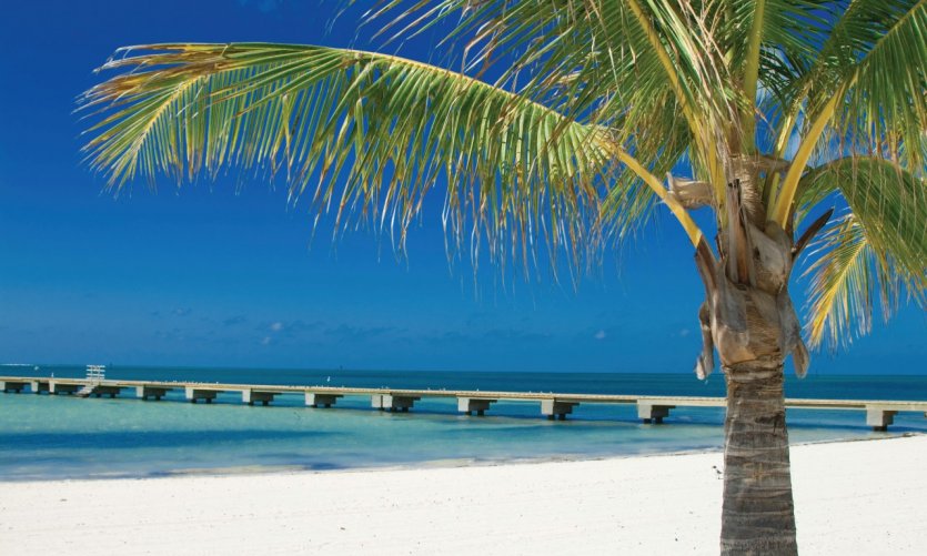 Palm from the beach of Key West. Palm from the beach of Key West.