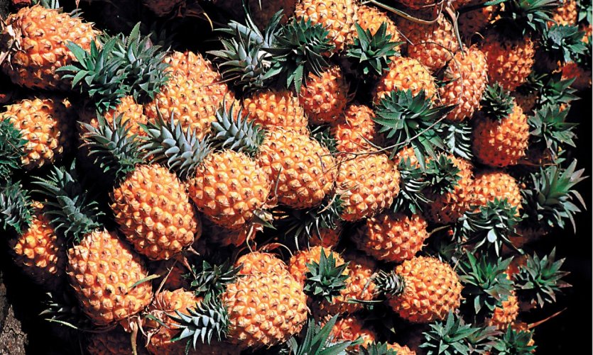 Ananas à déguster au marché de Saint-Paul. Ananas à déguster au marché de Saint-Paul.
