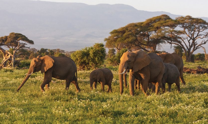 Amboseli National Park. Amboseli National Park.
