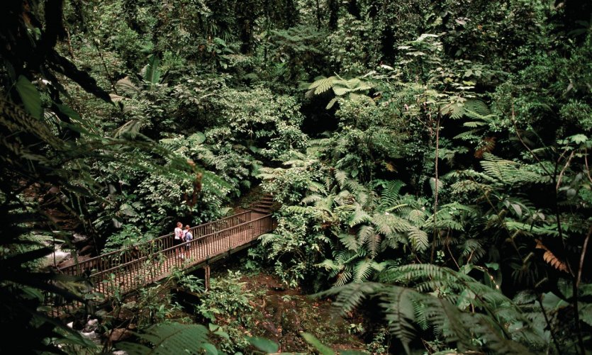 Forêt tropicale dans le parc national de la Guadeloupe. Forêt tropicale dans le parc national de la Guadeloupe.