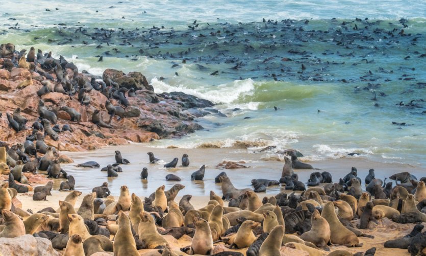<p>Cape Cross seal reserve.</p> <p>Cape Cross seal reserve.</p>