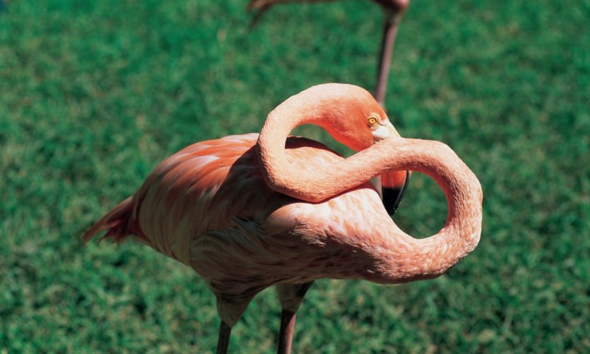 <p>Flamante rosa en Nassau.</p> <p>Flamante rosa en Nassau.</p>