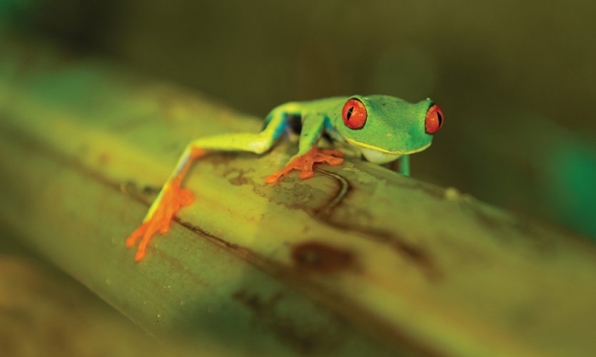 Rainette aux yeux rouges, parc national de Tortuguero Rainette aux yeux rouges, parc national de Tortuguero