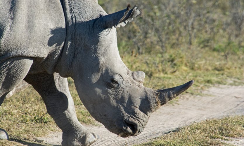 Khama Rhino Sanctuary. Khama Rhino Sanctuary.
