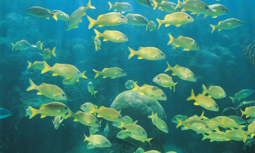 <p>Découvrez la faune sous-marine de Varadero.</p> <p>Découvrez la faune sous-marine de Varadero.</p>