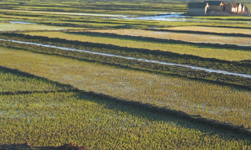 Rizières Rizières