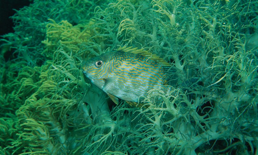 Fonds marins au large de Tubbataha Reef. Fonds marins au large de Tubbataha Reef.