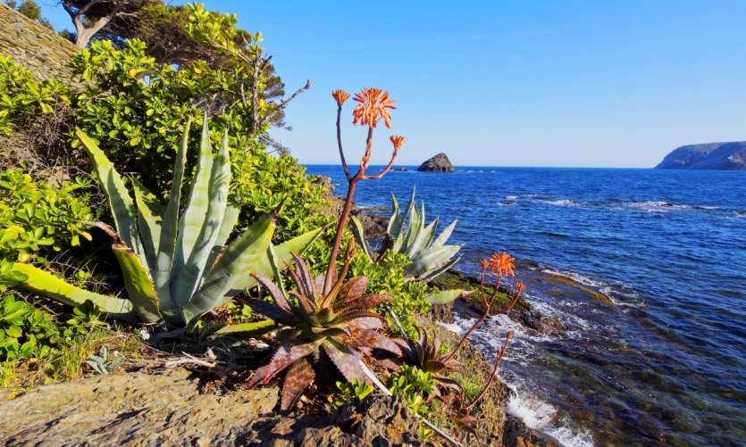Aloe vera en pleine floraison sur les côtes de la Costa Brava. Aloe vera en pleine floraison sur les côtes de la Costa Brava.
