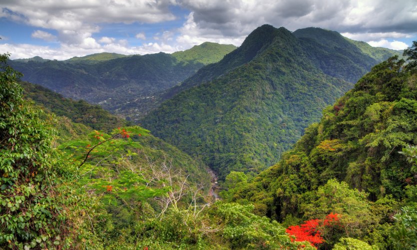 El Yunque national forest. El Yunque national forest.