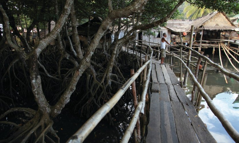 Manglar a Coron City, Busuanga. Manglar a Coron City, Busuanga.