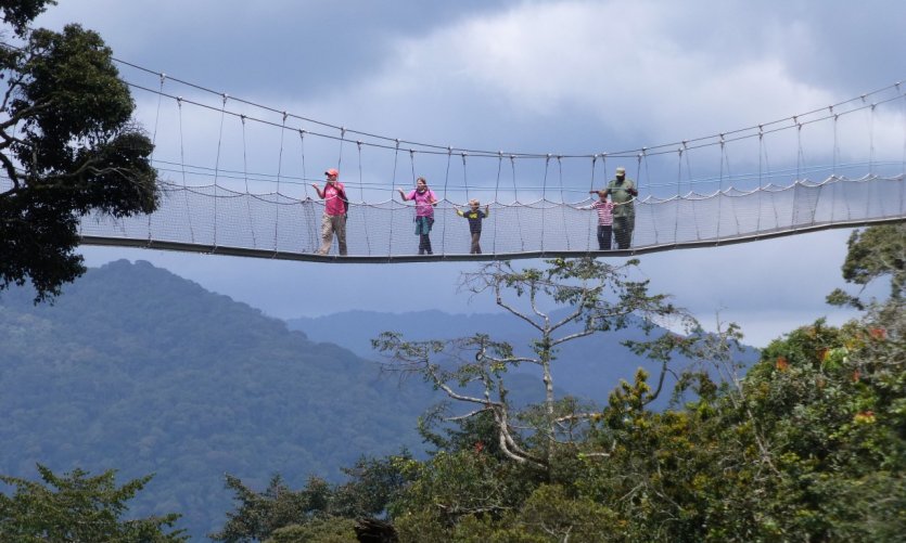 Pont suspendu dans la forêt de Nyungwe. Pont suspendu dans la forêt de Nyungwe.