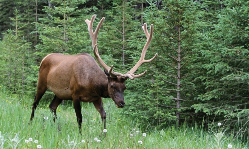 Wapiti le long de la Bow Valley Parkway. Wapiti le long de la Bow Valley Parkway.
