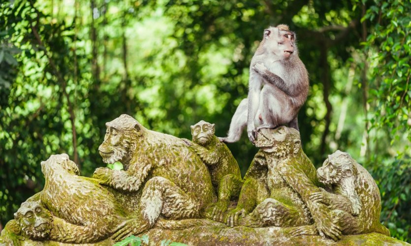 Forêt sacrée des singes. Forêt sacrée des singes.