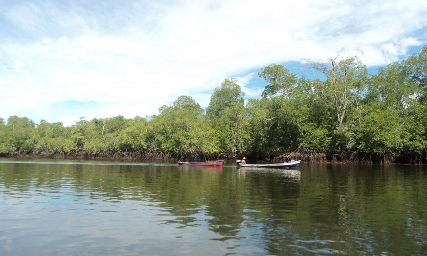 Mangrove dans la Baie de Jiquilisco. Mangrove dans la Baie de Jiquilisco.